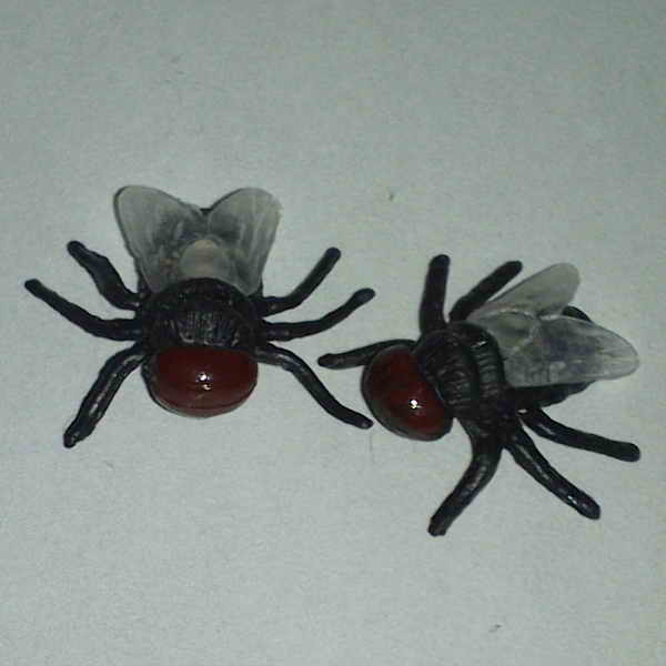 Blowfly (image)